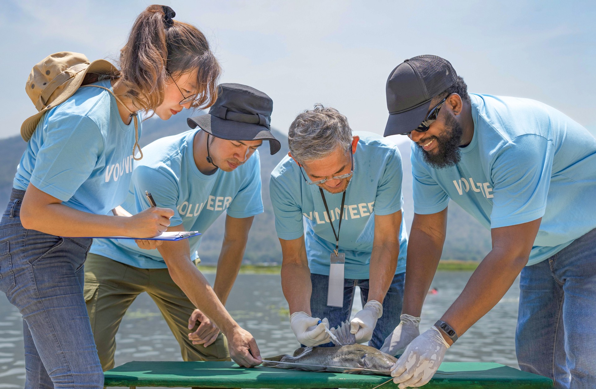 volunteers led by a biologist  injecting microchips to reproduce fish by the river for conservation of rare fish species