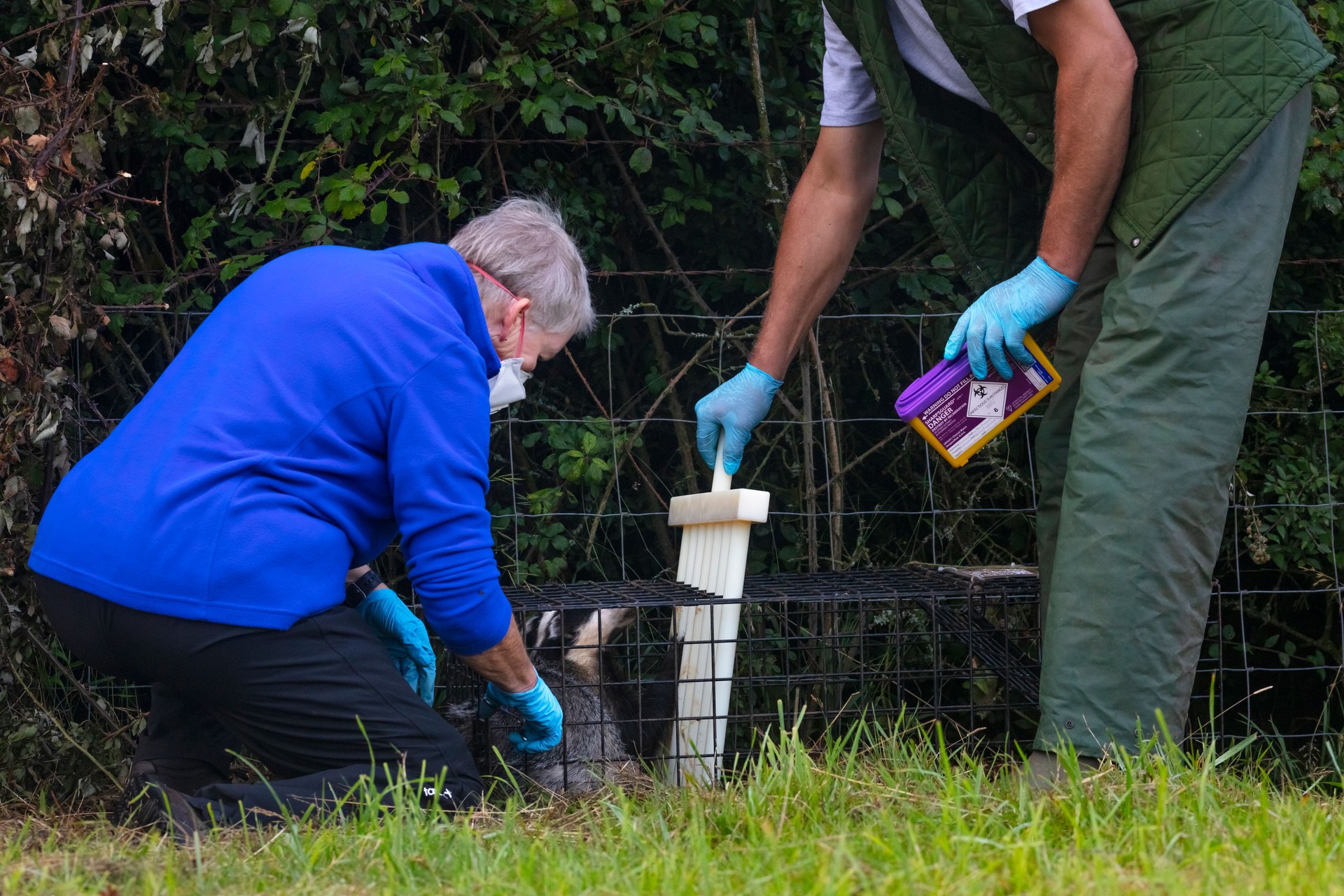Person treating a European badger (Meles meles) caught in a trap, South West England.